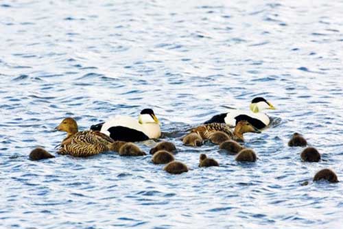 ducks