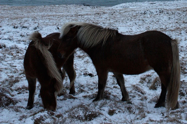 horses1